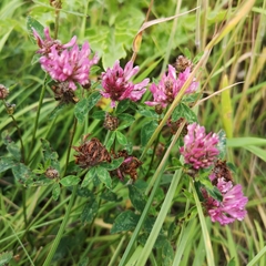 Trifolium pratense
