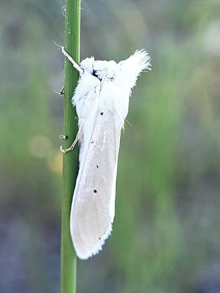 Cucullia luna
