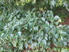 Tilia mongolica