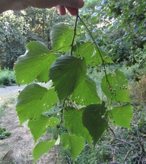 Tilia mongolica