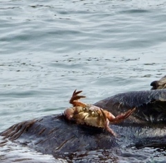 Romaleon antennarium
