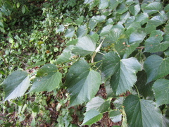 Tilia mongolica
