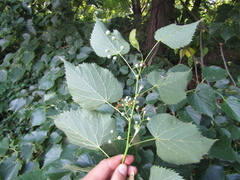 Tilia mongolica