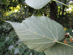 Tilia mongolica
