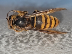 Vespa simillima simillima