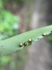 Caryomyia striolacrustum