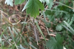 Platycnemis pennipes