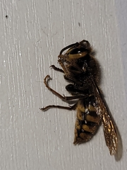 Vespa simillima simillima