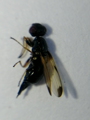Ulidiinae