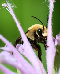 Melissodes desponsus