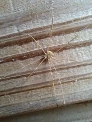 Trachyrhinus rectipalpus