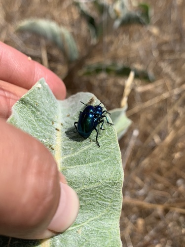 iNaturalist observation photo of Cobalt Milkweed Beetle
