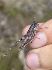 Melanoplus rotundipennis