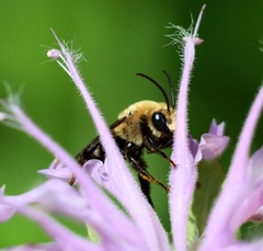 Melissodes desponsus