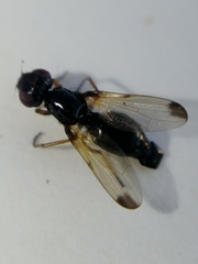 Ulidiinae