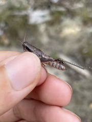 Melanoplus rotundipennis