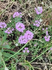 Thymus bashkiriensis