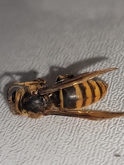 Vespa simillima simillima