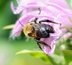 Melissodes desponsus