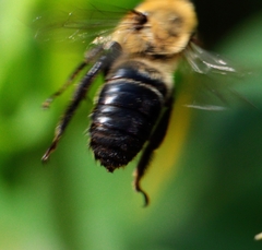 Melissodes desponsus