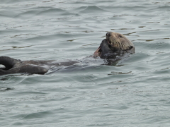 Romaleon antennarium