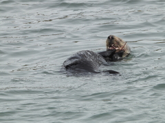 Romaleon antennarium