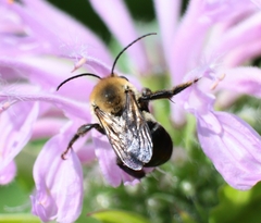 Melissodes desponsus