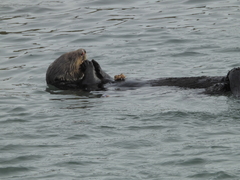 Romaleon antennarium