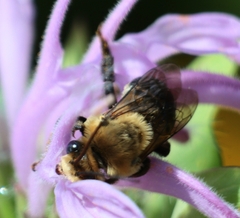 Melissodes desponsus