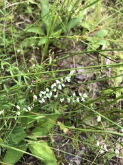 Polygala verticillata