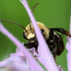 Melissodes desponsus