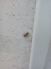 Menemerus bivittatus