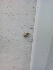 Menemerus bivittatus