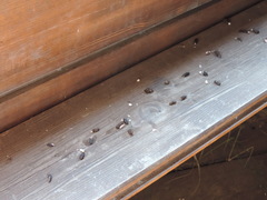 Tarentola mauritanica