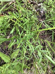 Polygala verticillata