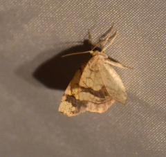 Nematocampa resistaria