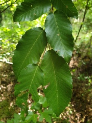 Carpinus caroliniana caroliniana