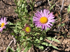 Erigeron aliceae