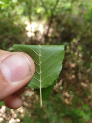 Carpinus caroliniana caroliniana