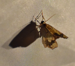 Nematocampa resistaria
