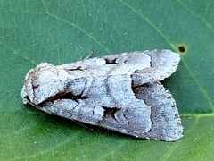 Acronicta quadrata