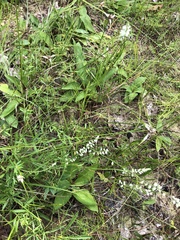 Polygala verticillata