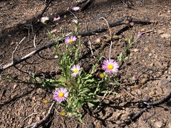 Erigeron aliceae