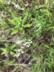 Polygala verticillata