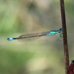 Ischnura elegans