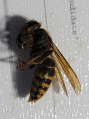Vespa simillima simillima