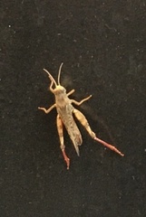 Acrididae