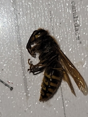 Vespa simillima simillima