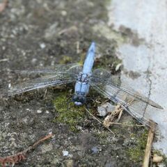 Orthetrum brunneum