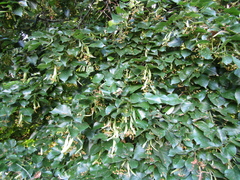 Tilia americana caroliniana